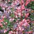 Berberis thunbergii ´Pink Attraction´