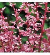 Berberis thunbergii ´Pink Attraction´