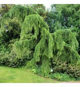 Cedrus deodara ´Pendula´