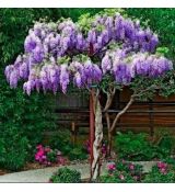 Wisteria Sinensis ´Mix´ na kmienku