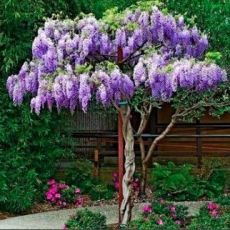 Wisteria Sinensis ´Mix´ na kmienku