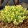 Sedum acre ´Aurea´