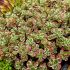 Sedum spurium ´Tricolor´