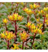 Sedum aizoon