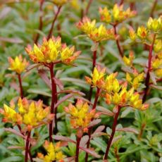 Sedum aizoon