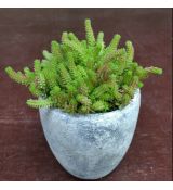 Sedum sexangulare