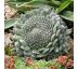 Orostachys spinosa 8x8 / 5-10cm