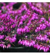 Erica carnea ´Challenger´