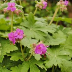 Geranium macrorrhizum