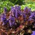 Ajuga reptans 'Braunherz'