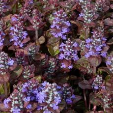 Ajuga reptans 'Braunherz'