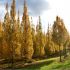 Carpinus betulus ´Frans Fontaine´