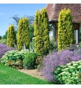 Taxus baccata ´Fastigiata Aurea´