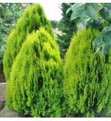 Thuja Orientalis ´Aurea Nana´