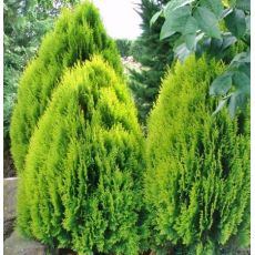 Thuja Orientalis ´Aurea Nana´