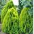 Thuja Orientalis ´Aurea Nana´