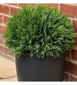 Thuja Occidentalis 'Tiny Tim'