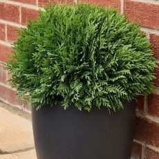 Thuja Occidentalis 'Tiny Tim'