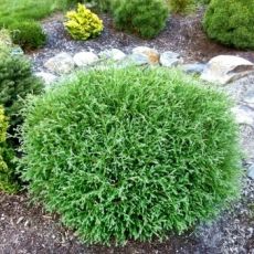 Thuja Occidentalis 'Bowling Ball'