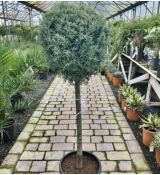 Cupressus Arizonica 'Fastigiata Glauca' na kmienku