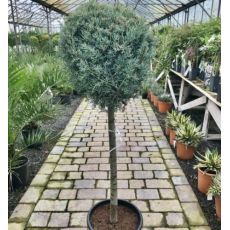 Cupressus Arizonica 'Fastigiata Glauca' na kmienku