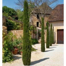 Cupressus Sempervirens ´Pyramidalis´