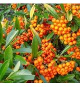 Pyracantha 'Teton'