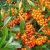 Pyracantha 'Teton'