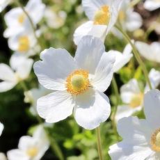 Anemone ´Sylvestris´