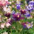 Aquilegia hybrid ´Biedermeier´