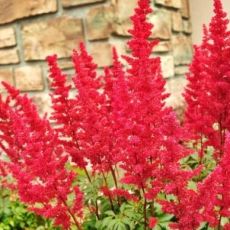 Astilbe x arendsii ´Astary Red´