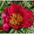 Paeonia lactiflora ´Flame´