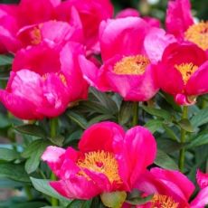 Paeonia lactiflora ´Flame´