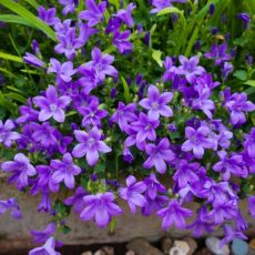 Campanula portenschlagiana 'Clockwise Compact Deep Blue'