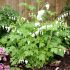 Dicentra spectabilis ´Alba´