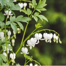 Dicentra spectabilis ´Alba´