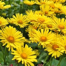 Doronicum orientade ´Little Leo´