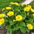 Doronicum orientade ´Little Leo´