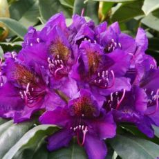 Rhododendron ´Marcel Menard´