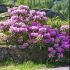 Rhododendron ´Marcel Menard´