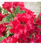 Rhododendron ´Red Jack´