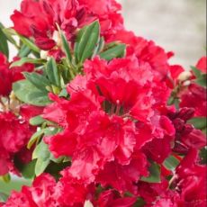 Rhododendron ´Red Jack´