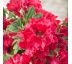 Rhododendron ´Red Jack´ 5L