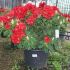 Rhododendron ´Red Jack´