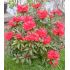 Rhododendron ´Red Jack´