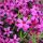 Phlox subulata 'Scarlet Flame'