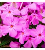 Phlox glaberrima ´Forever Pink´