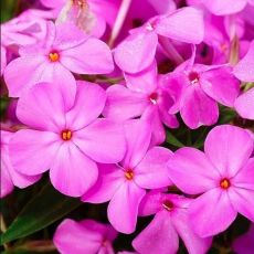 Phlox glaberrima ´Forever Pink´