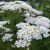 Achillea filipendula ´Heinrich Vogeler´