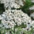 Achillea filipendula ´Heinrich Vogeler´